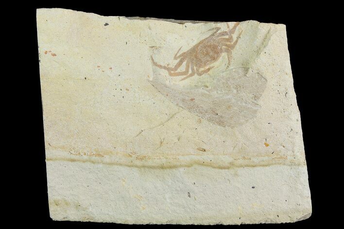Miocene Pea Crab (Pinnixa) Fossil - California #177038